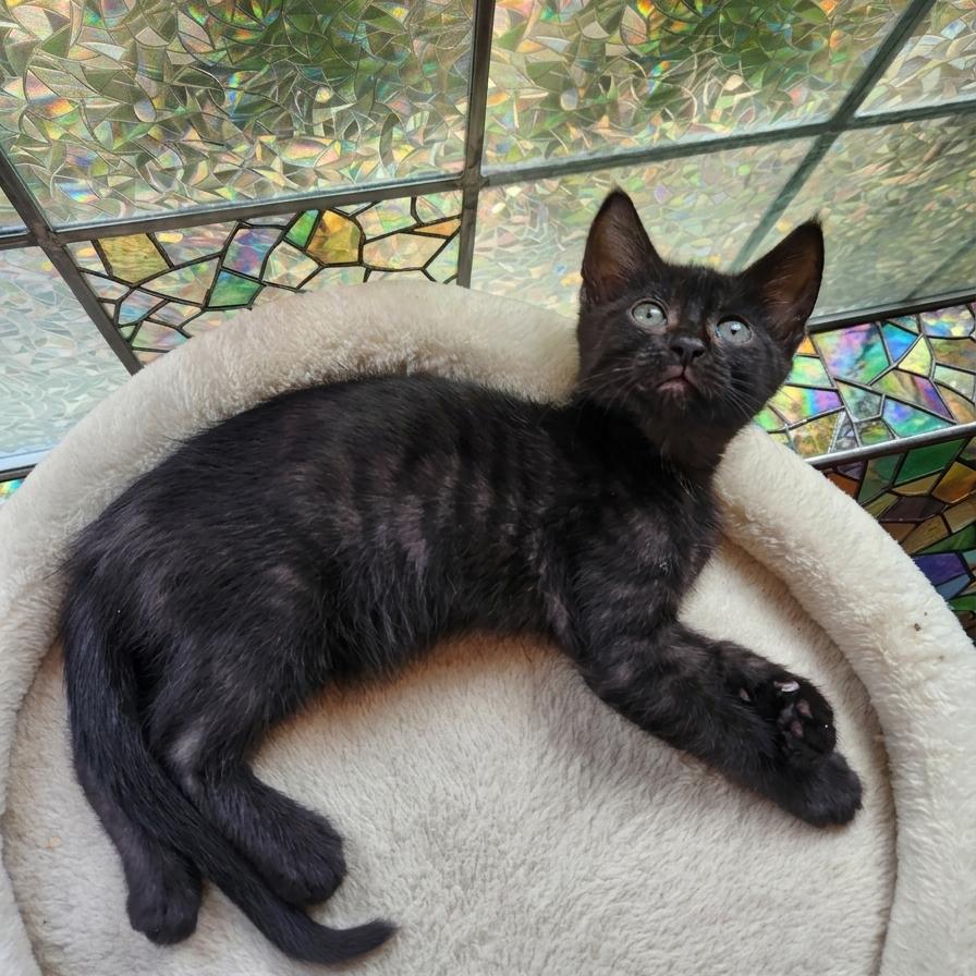 Monty (Black Smoke), an adopted Domestic Short Hair in Allen, TX image 2/6