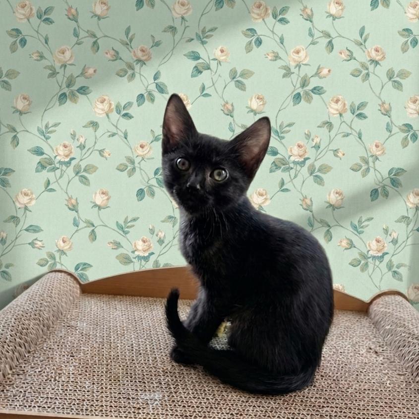 Monty (Black Smoke), an adopted Domestic Short Hair in Allen, TX image 3/6