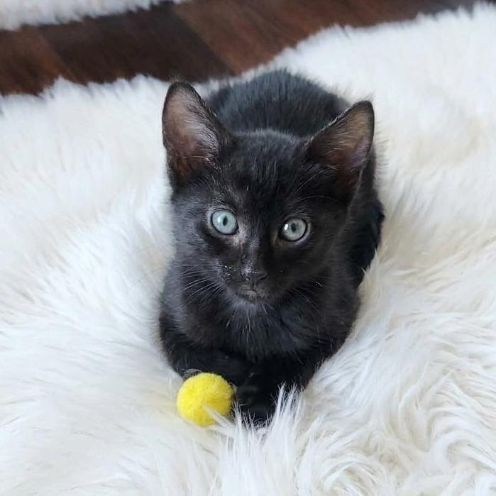 Monty (Black Smoke), an adopted Domestic Short Hair in Allen, TX image 4/6