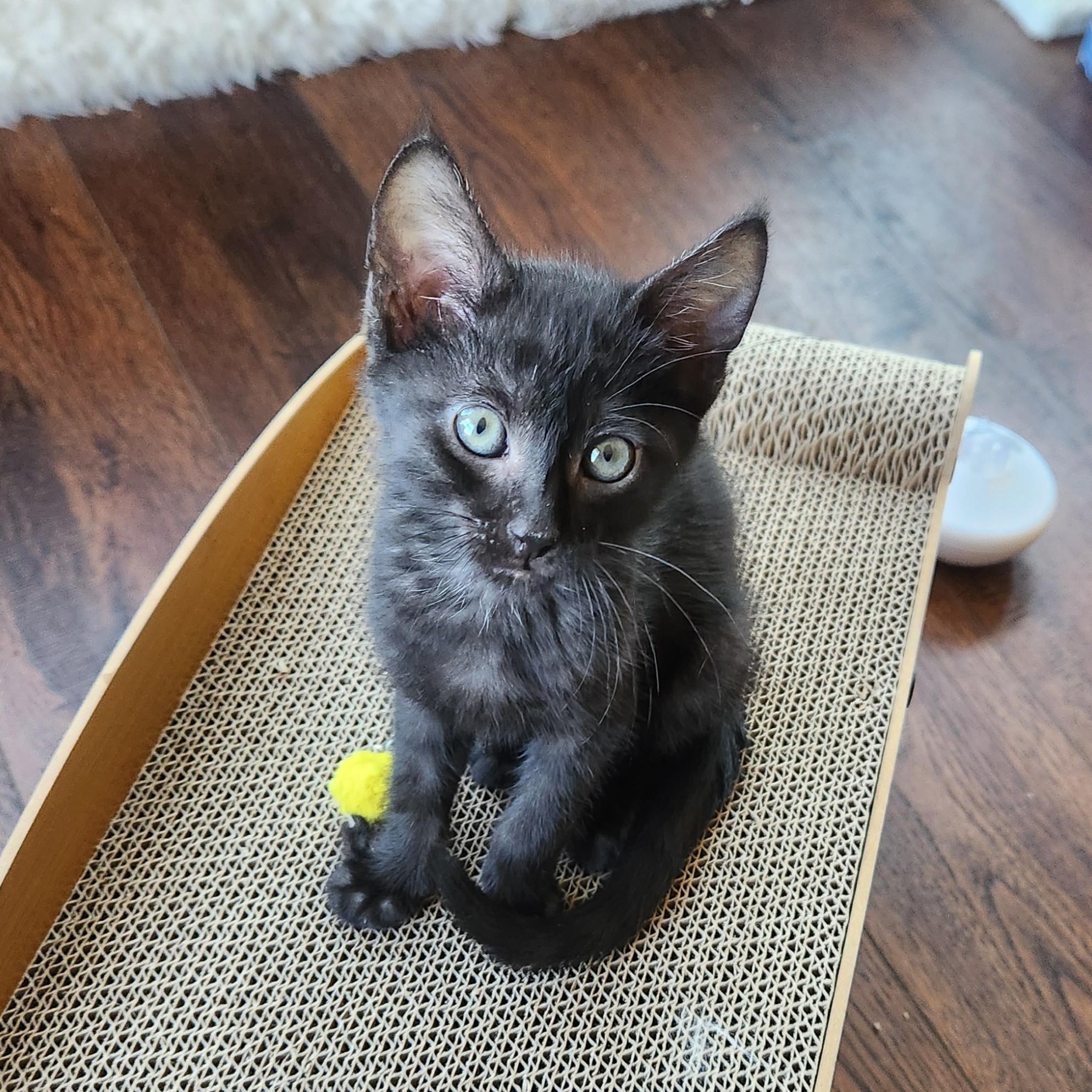 Monty (Black Smoke), adopted, Kitten Male Domestic Short Hair.