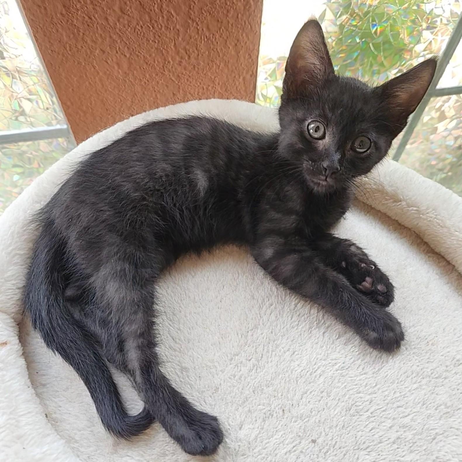 Monty (Black Smoke), an adopted Domestic Short Hair in Allen, TX image 6/6