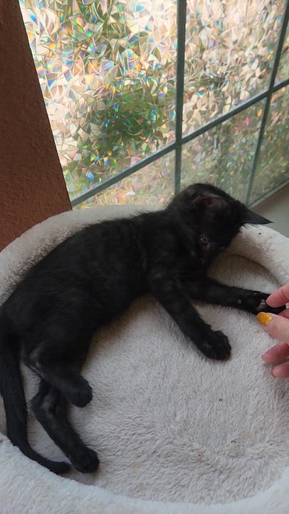 Enlarge Monty (Black Smoke), an adopted Domestic Short Hair in Allen, TX video 5/6