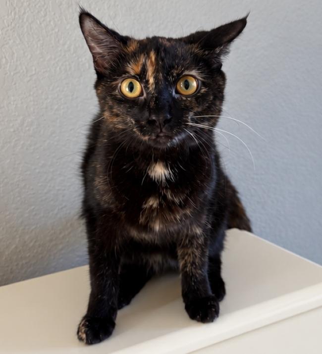 Enlarge DAHLIA, a Adoptable mixed breed in Louisville, TN image 3/4