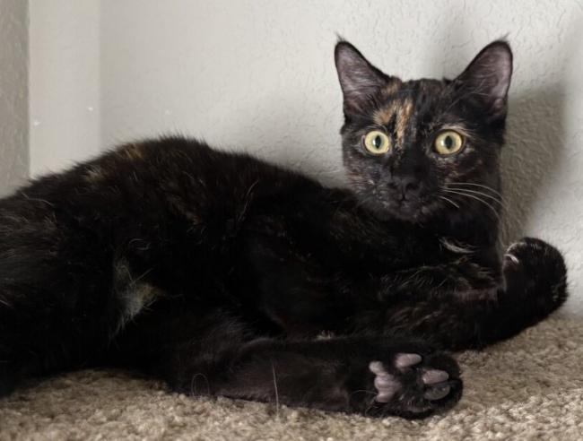 Enlarge DAHLIA, a Adoptable mixed breed in Louisville, TN image 2/4