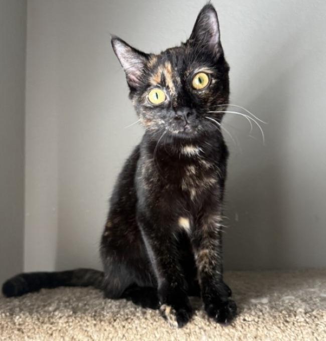 Enlarge DAHLIA, a Adoptable mixed breed in Louisville, TN image 1/4