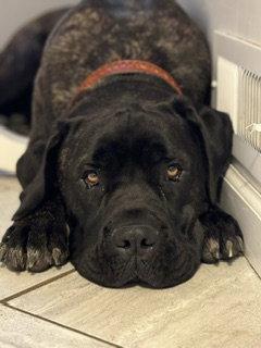 Enlarge Millhouse (aka Mills) *Courtesy Post*, a Adopted mixed breed in Chambersburg, PA image 1/3