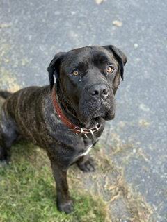 Enlarge Millhouse (aka Mills) *Courtesy Post*, a Adopted mixed breed in Chambersburg, PA image 3/3