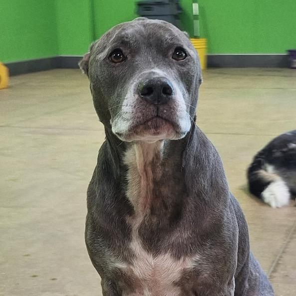 Enlarge Sophi-(In Foster) Sponsored by Blair Norris/Branden & Amanda Benningfield, a Adoptable Mixed Breed in Alabaster, AL image 1/6