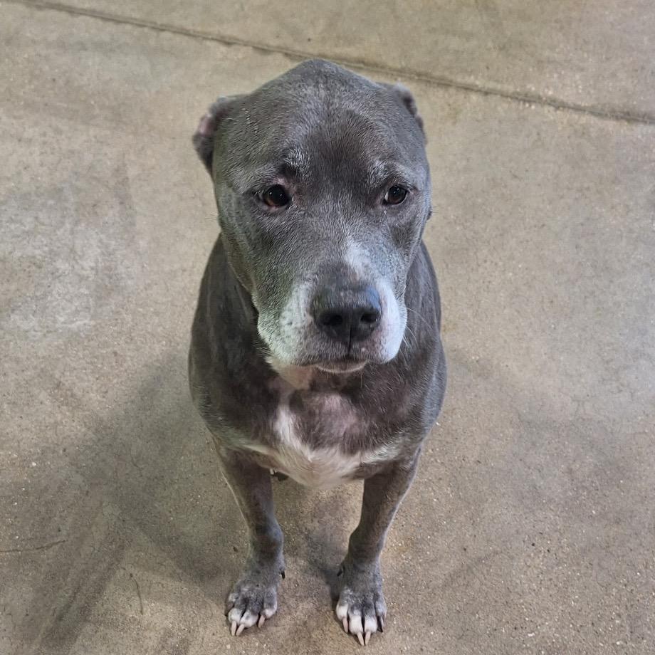 Enlarge Sophi-(In Foster) Sponsored by Blair Norris/Branden & Amanda Benningfield, a Adoptable Mixed Breed in Alabaster, AL image 2/6