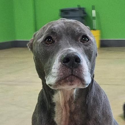 Enlarge Sophi-(In Foster) Sponsored by Blair Norris/Branden & Amanda Benningfield, a Adoptable Mixed Breed in Alabaster, AL image 3/6