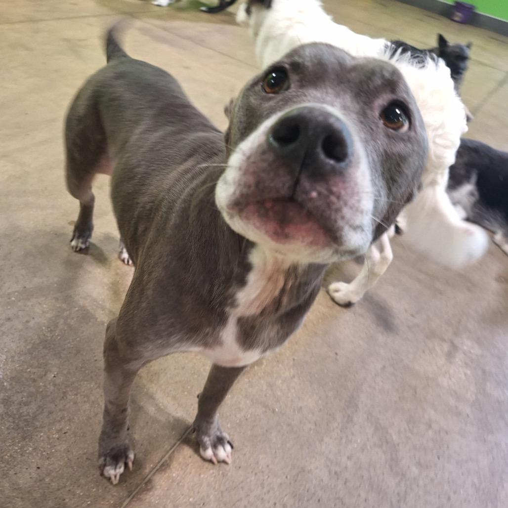Enlarge Sophi-(In Foster) Sponsored by Blair Norris/Branden & Amanda Benningfield, a Adoptable Mixed Breed in Alabaster, AL image 4/6