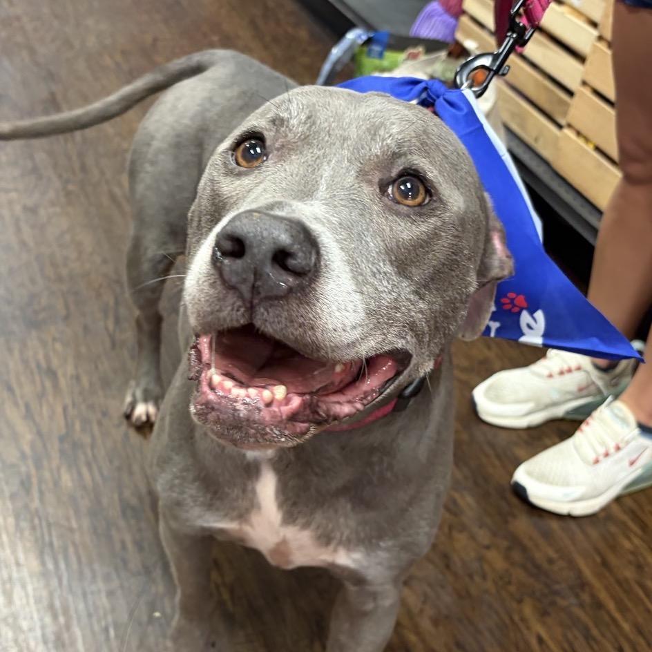 Enlarge Sophi-(In Foster) Sponsored by Blair Norris/Branden & Amanda Benningfield, a Adoptable Mixed Breed in Alabaster, AL image 5/6
