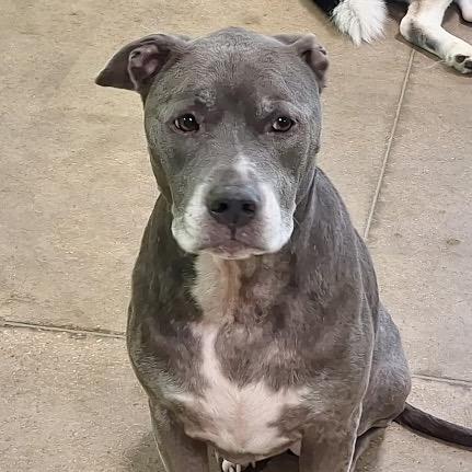 Enlarge Sophi-(In Foster) Sponsored by Blair Norris/Branden & Amanda Benningfield, a Adoptable Mixed Breed in Alabaster, AL image 6/6