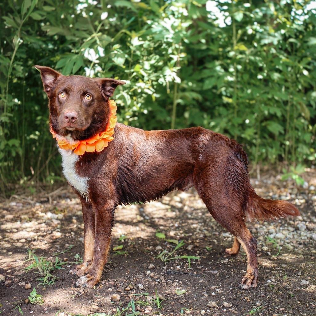 Simba, Adoptable, Young Male Mixed Breed.