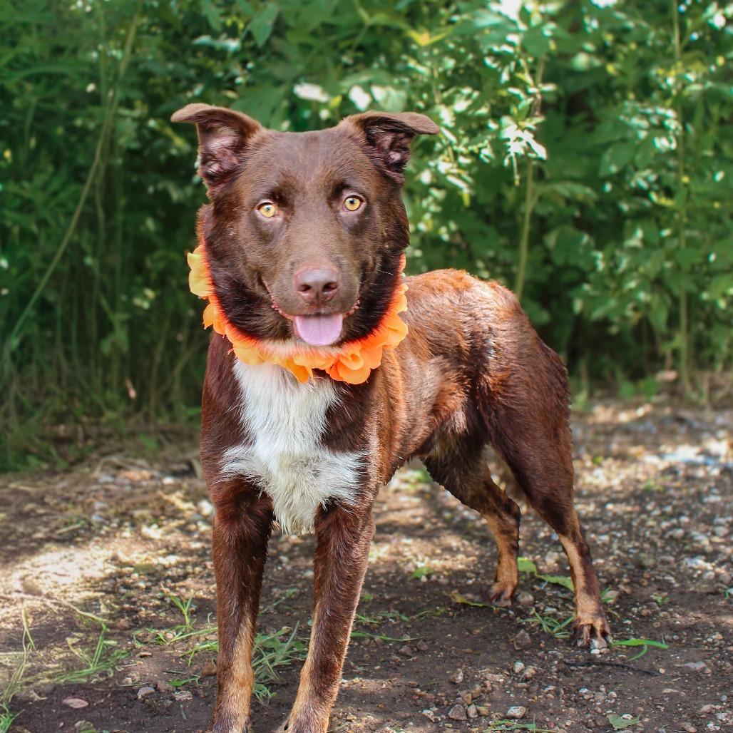 Enlarge Simba, a Adoptable Mixed Breed in Lake Jackson, TX image 2/4