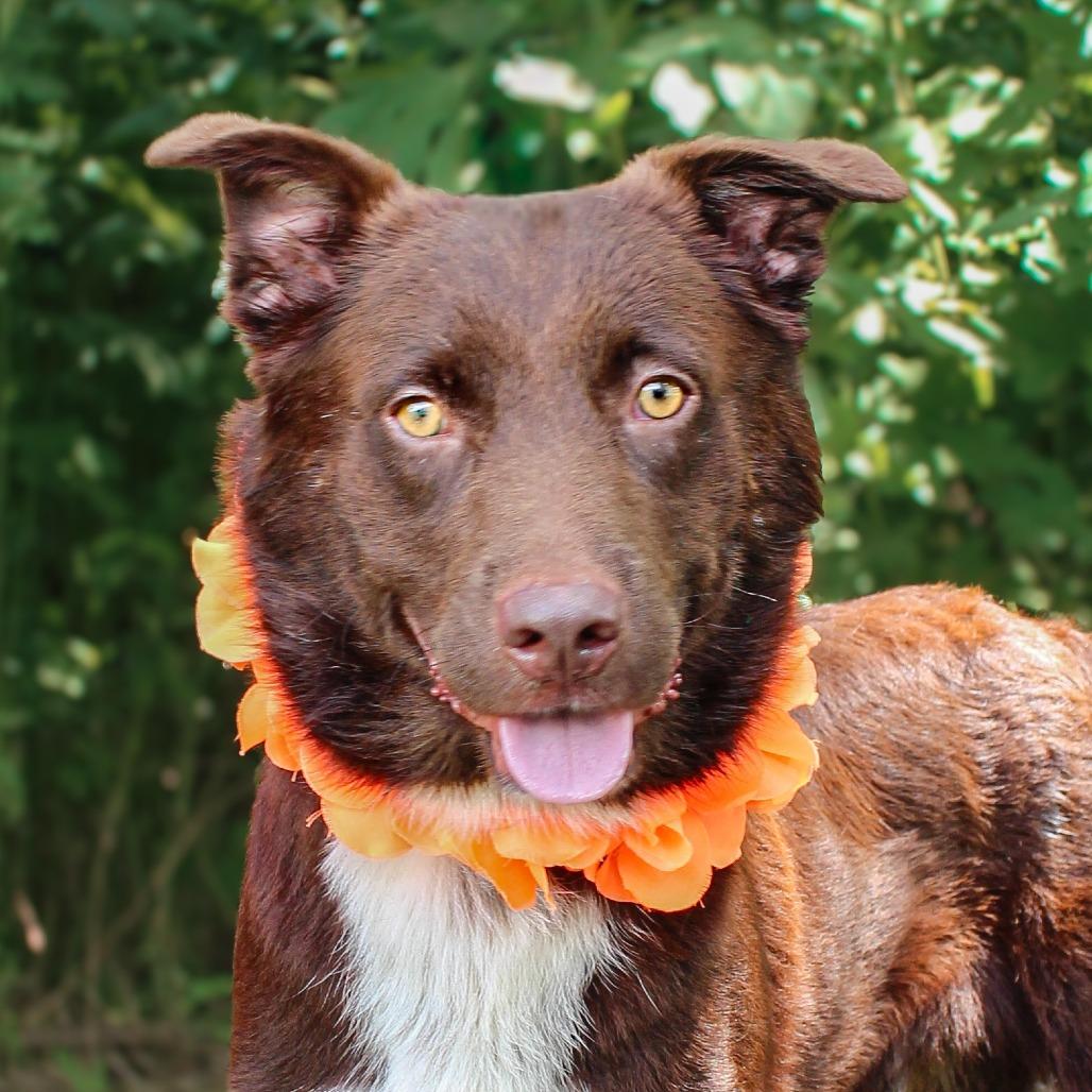 Enlarge Simba, a Adoptable Mixed Breed in Lake Jackson, TX image 3/4