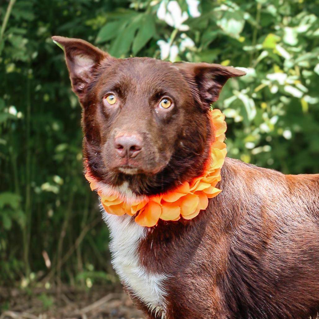 Enlarge Simba, a Adoptable Mixed Breed in Lake Jackson, TX image 4/4