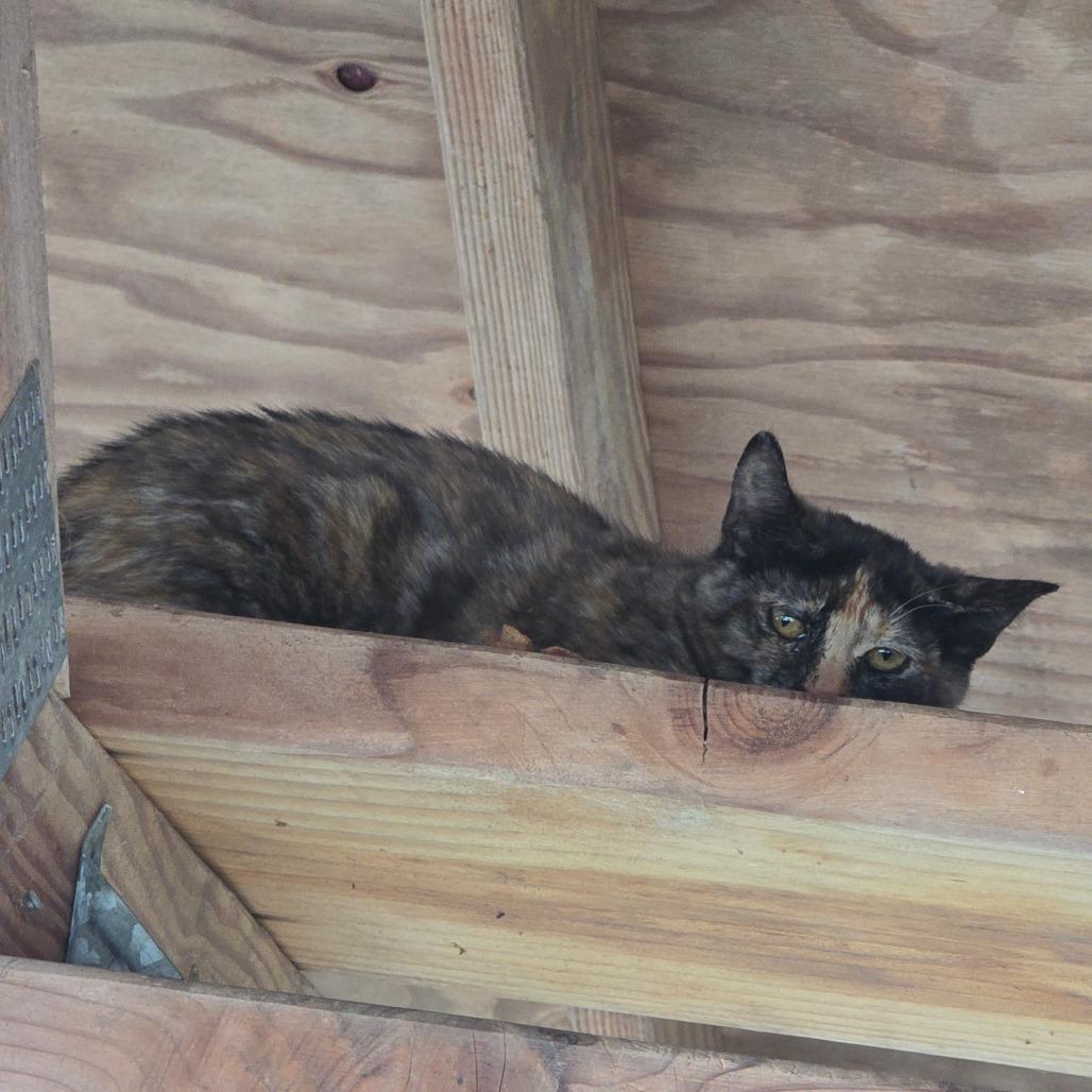 Louise, Adoptable, Kitten Female Domestic Short Hair.
