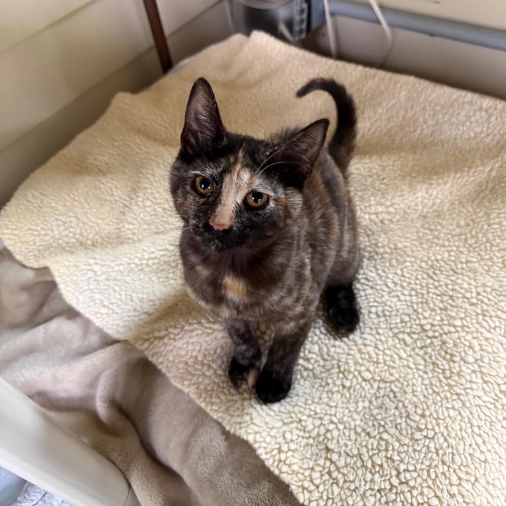 Enlarge Louise, a Adoptable Domestic Short Hair in Fort Bragg, CA image 2/3