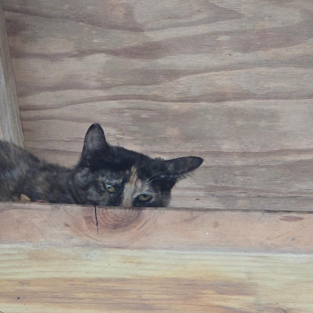 Enlarge Louise, a Adoptable Domestic Short Hair in Fort Bragg, CA image 3/3