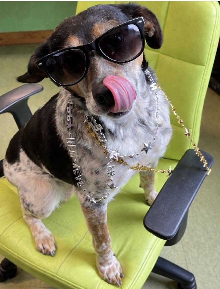 Eva, Adoptable, Senior Female Beagle & Bluetick Coonhound.