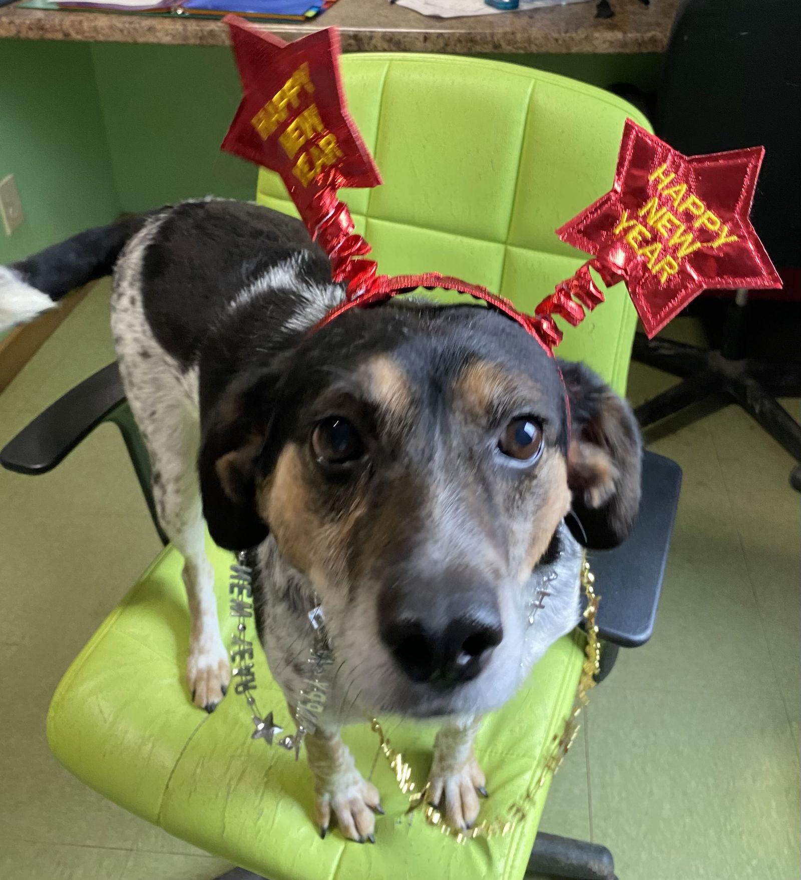 Eva, Adoptable, Senior Female Beagle & Bluetick Coonhound.