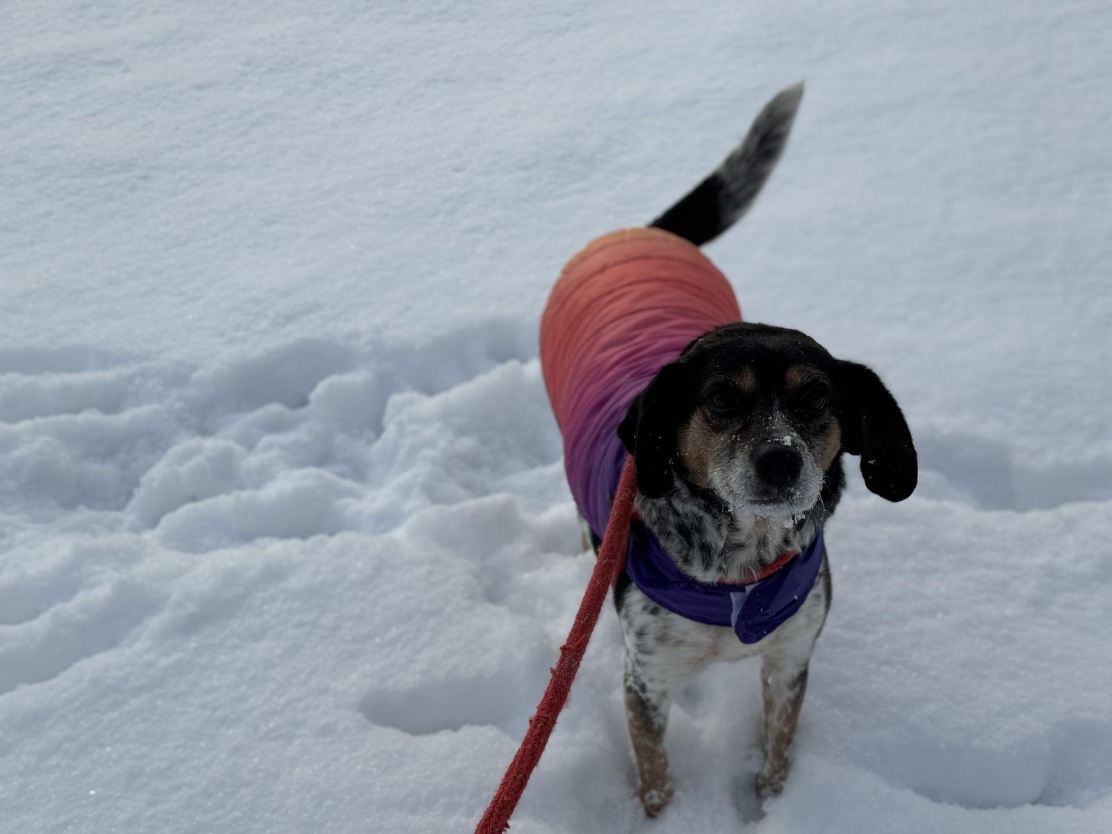 Enlarge Eva, a Adoptable mixed breed in New Martinsville, WV image 3/3