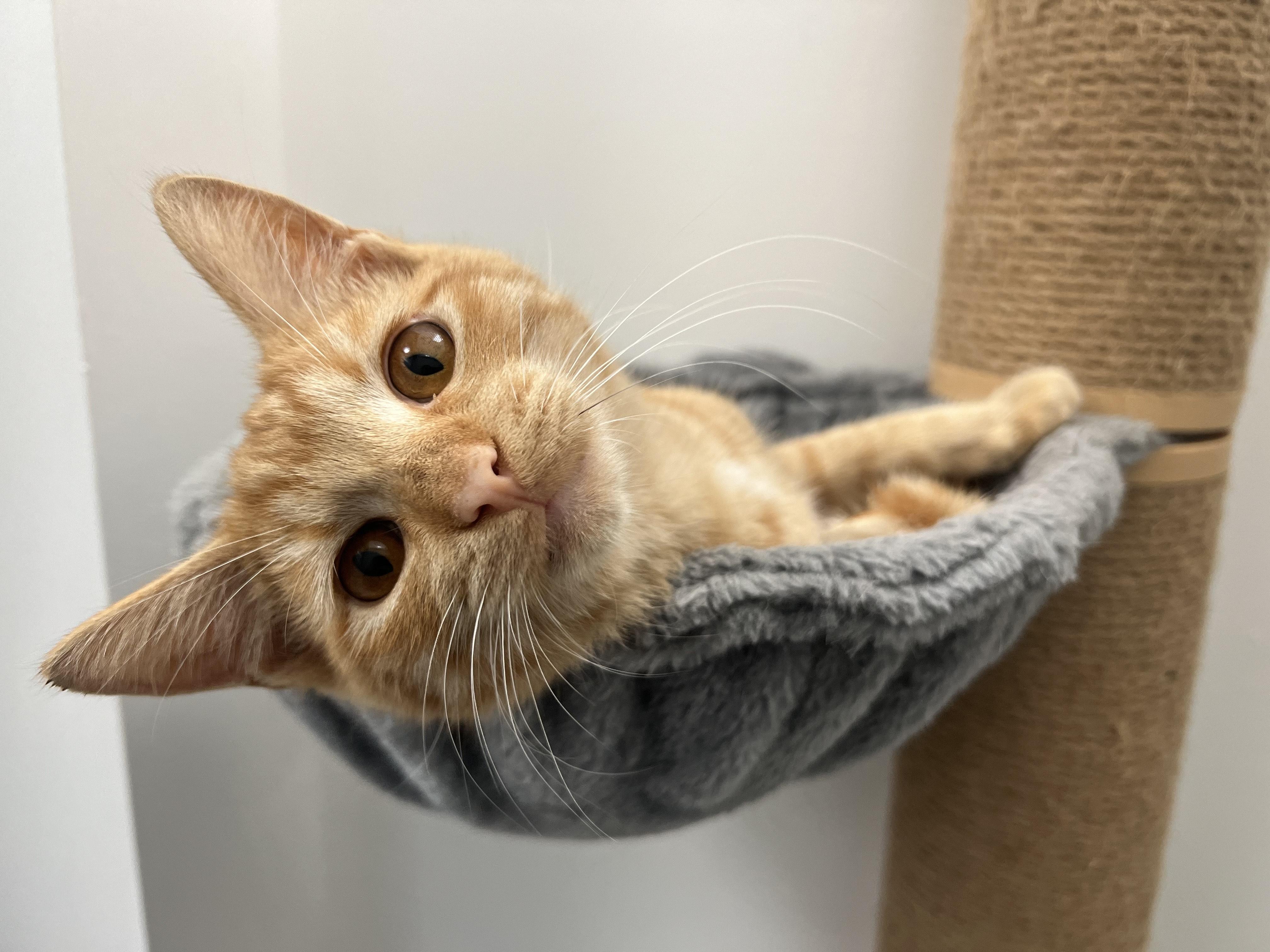 Jack (O'Lantern), a Adoptable Domestic Short Hair in St. Louis, MO image 1/4