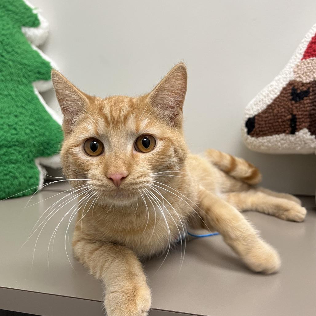 Jack (O'Lantern), a Adoptable Domestic Short Hair in St. Louis, MO image 2/4