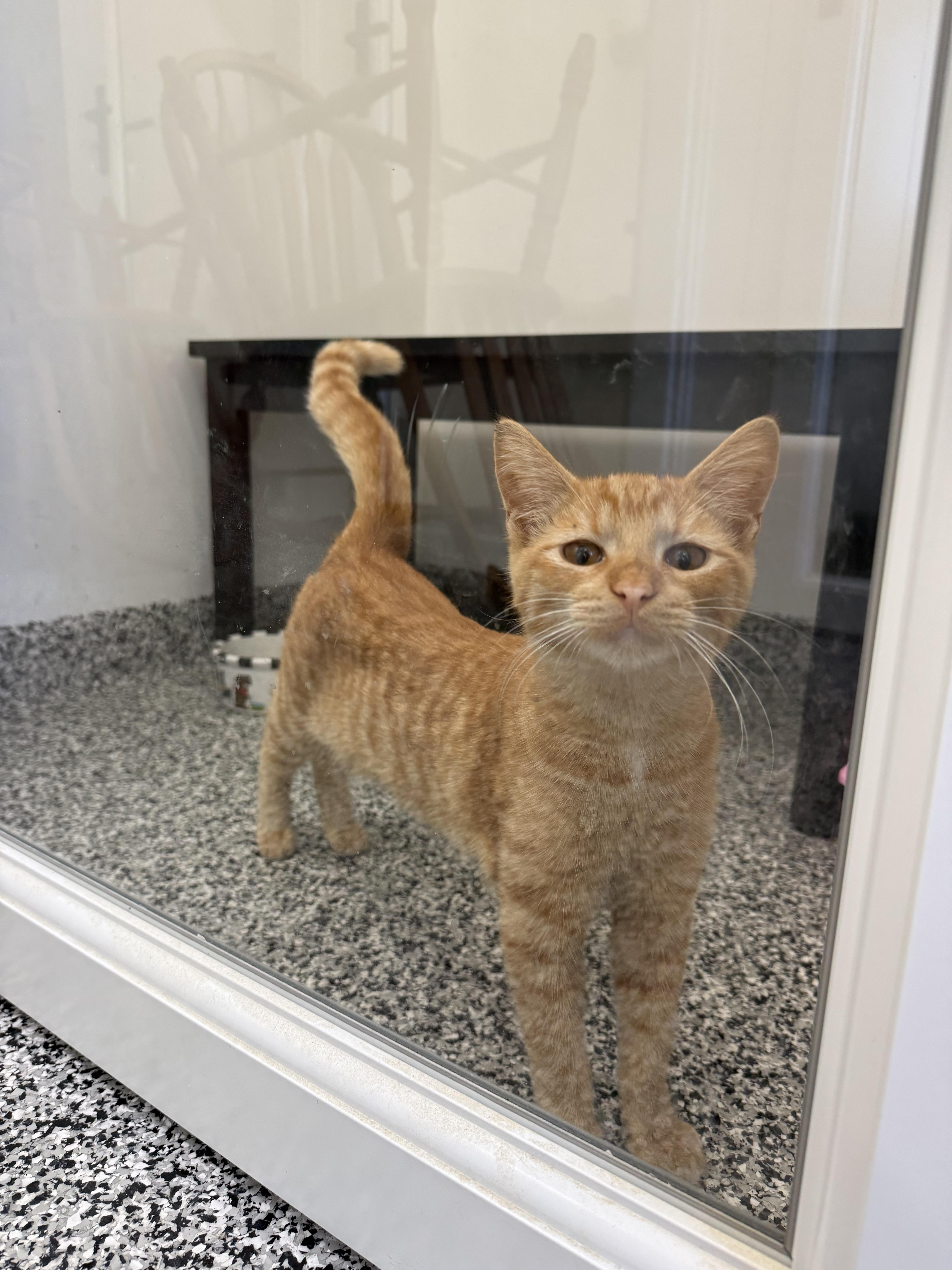 Jack (O'Lantern), a Adoptable Domestic Short Hair in St. Louis, MO image 3/4