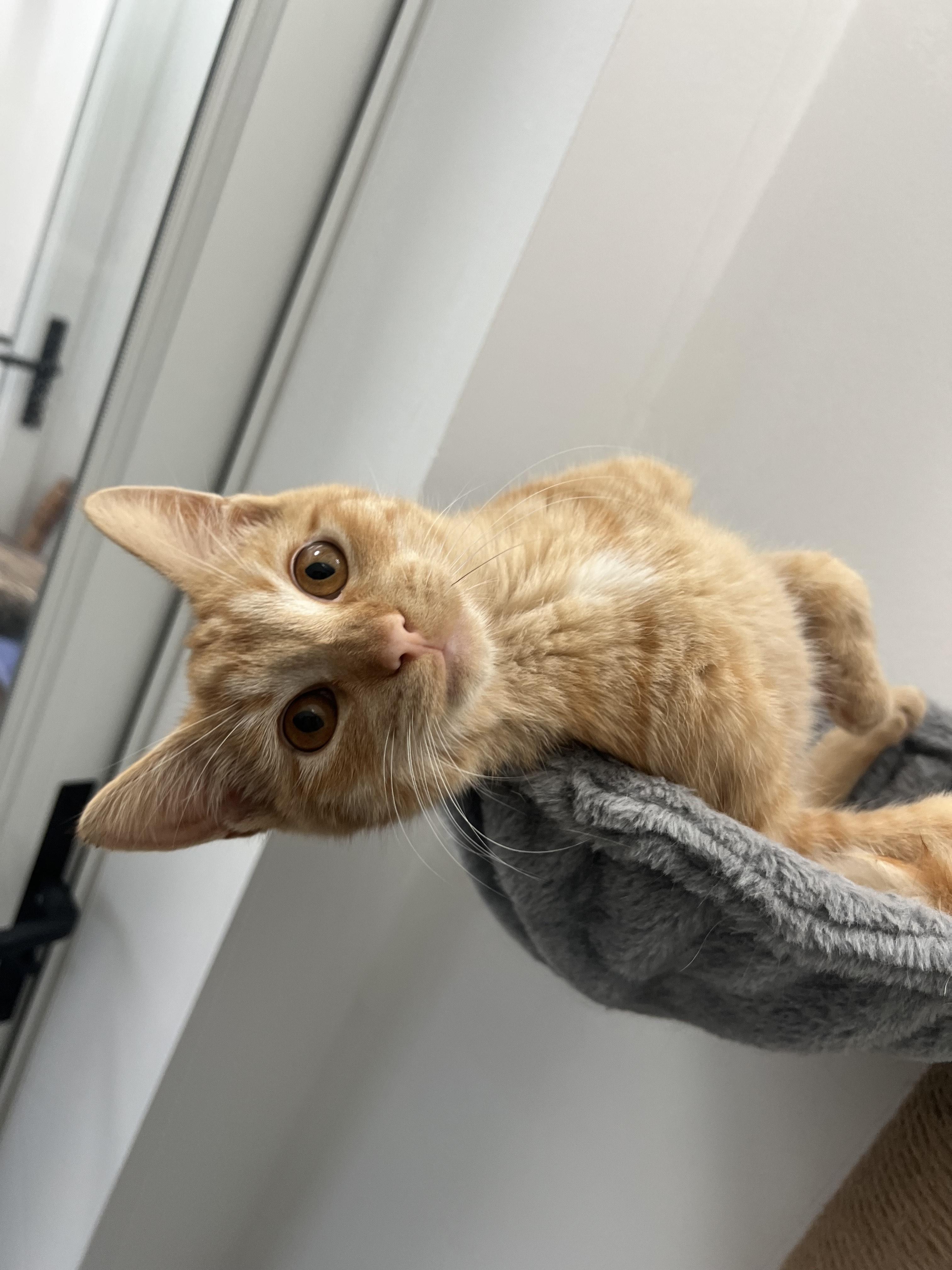 Jack (O'Lantern), a Adoptable Domestic Short Hair in St. Louis, MO image 4/4