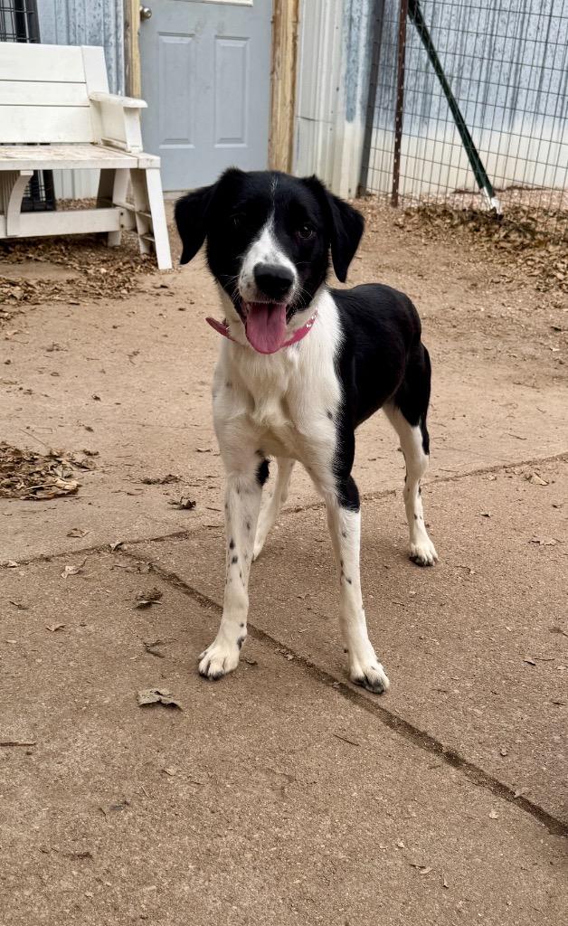 Sarah, Adoptable, Young Female Border Collie & Hound.