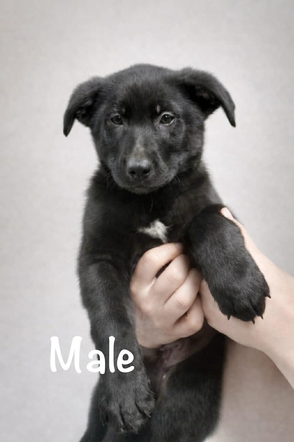 Storm, adopted, Puppy Male German Shepherd Dog & Labrador Retriever.