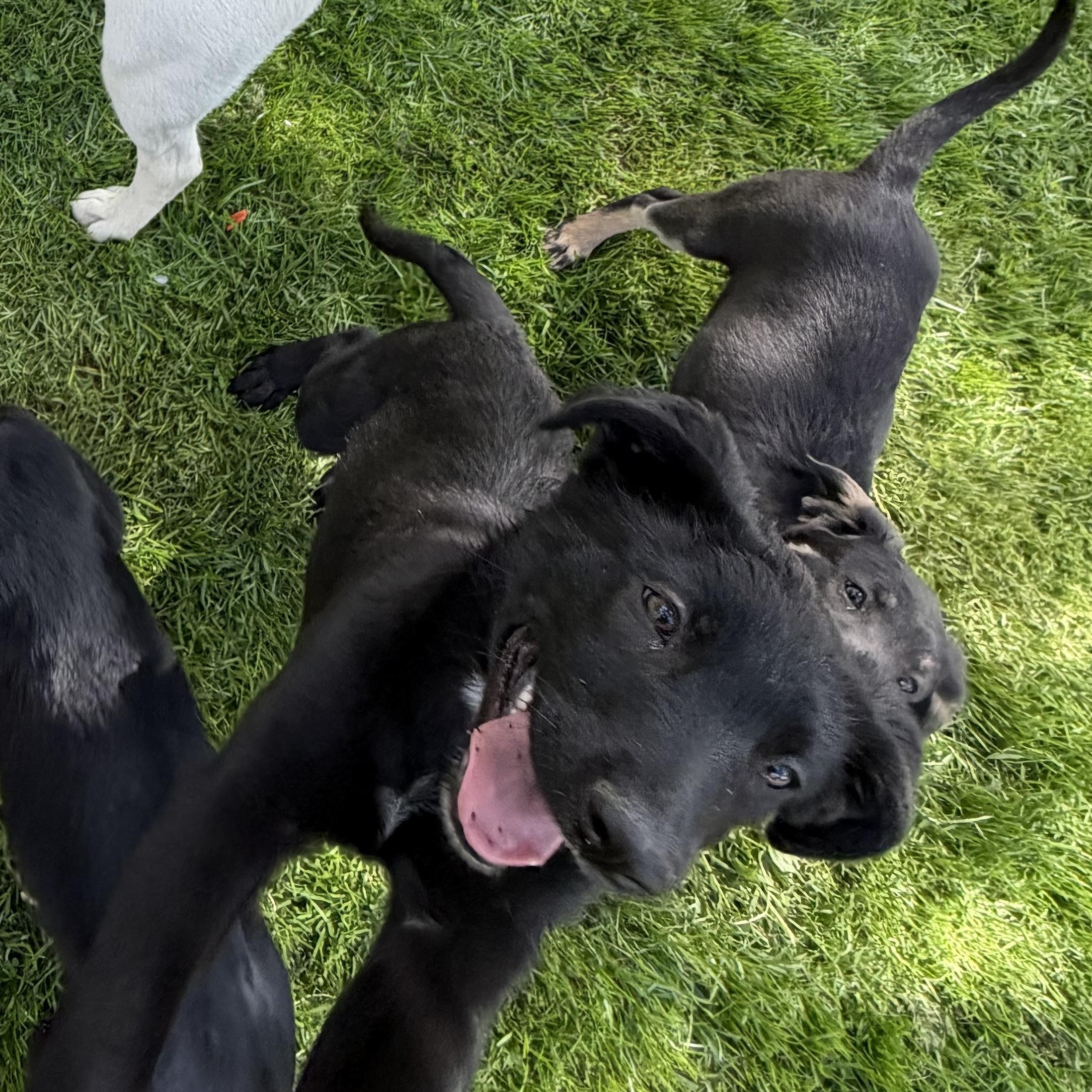 Enlarge Storm, an adopted mixed breed in Copper Hill, VA image 2/2