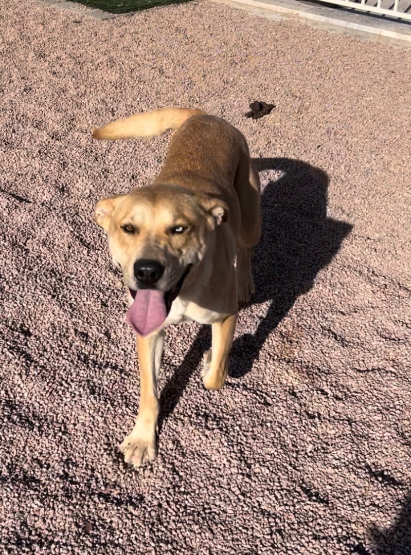 Enlarge Copa, a Adoptable mixed breed in Gilbert, AZ image 1/6