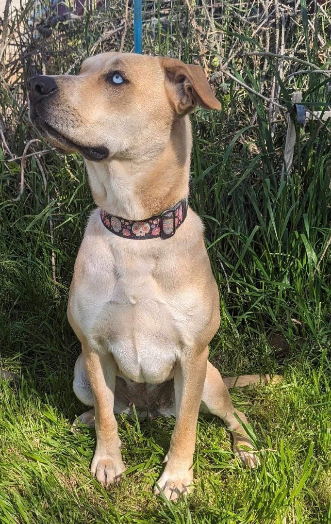 Enlarge Copa, a Adoptable mixed breed in Gilbert, AZ image 2/6