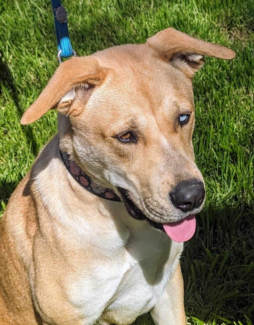 Enlarge Copa, a Adoptable mixed breed in Gilbert, AZ image 3/6