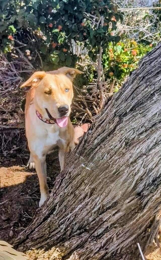 Enlarge Copa, a Adoptable mixed breed in Gilbert, AZ image 4/6