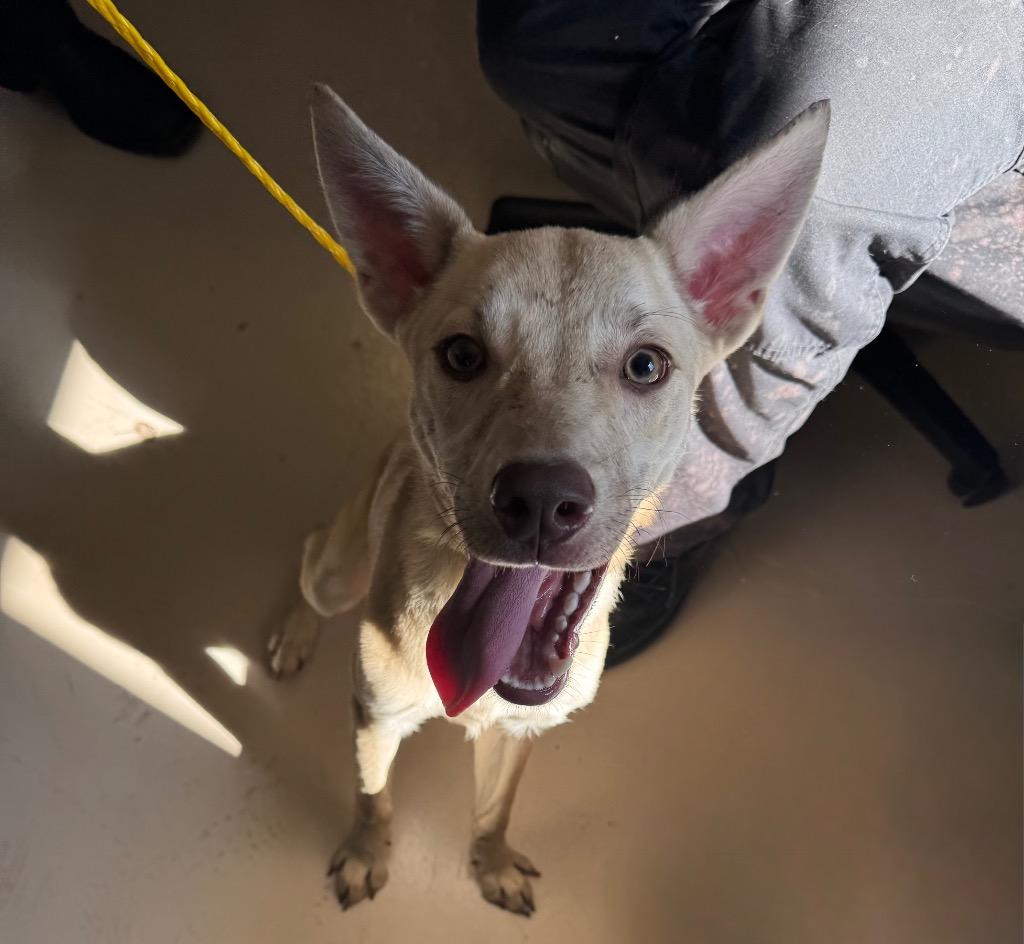 Kyle, Adoptable, Young Male Australian Cattle Dog / Blue Heeler & Australian Shepherd.
