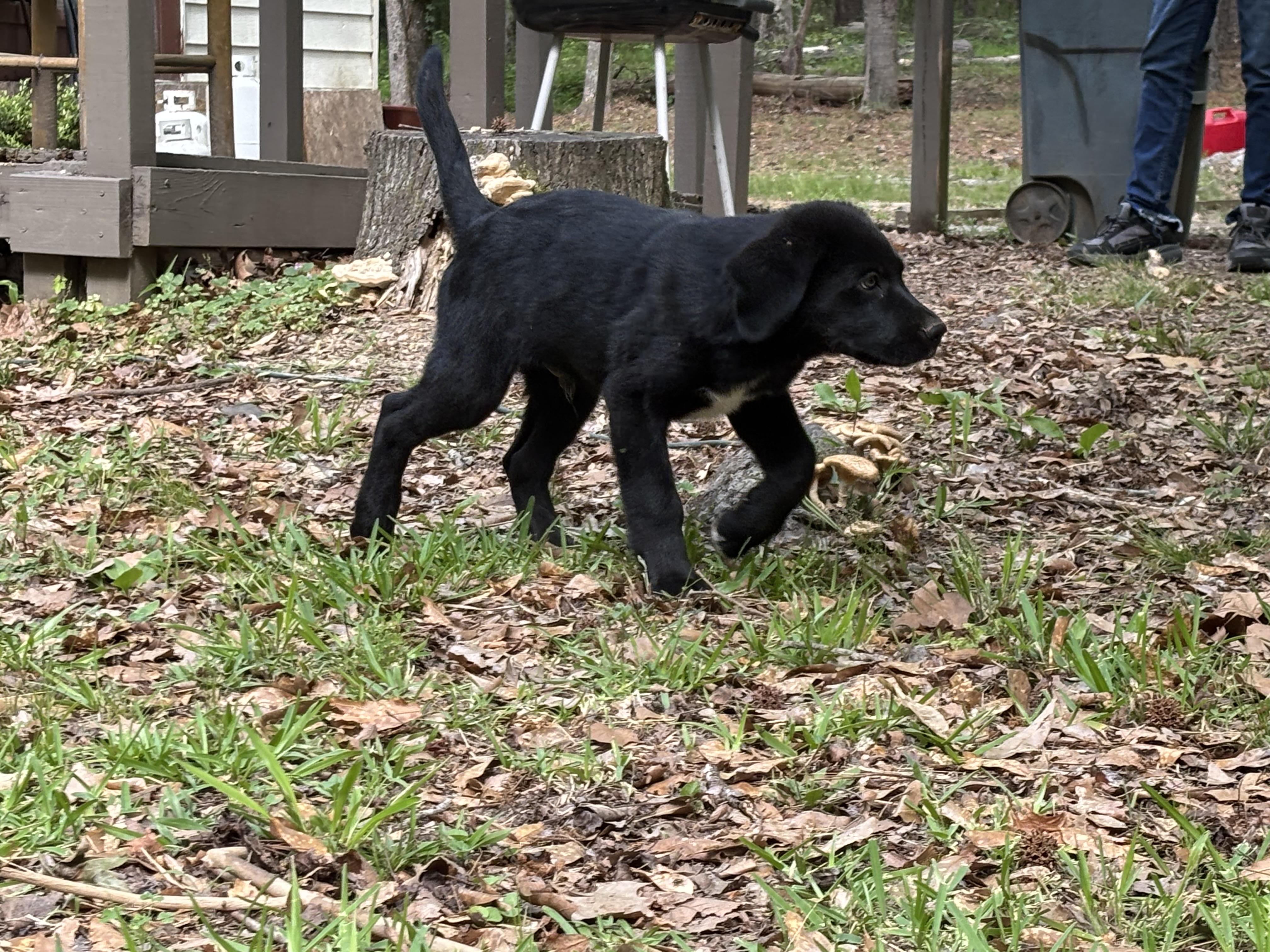 Bear, a ADOPTABLE mixed breed in South Portland, ME image 6/6