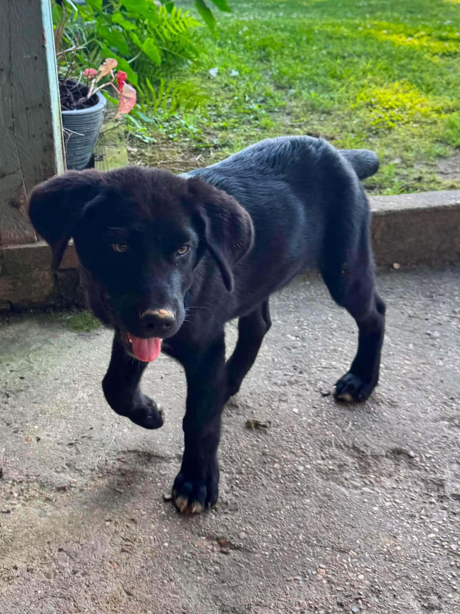 Bear, a ADOPTABLE mixed breed in South Portland, ME image 4/6