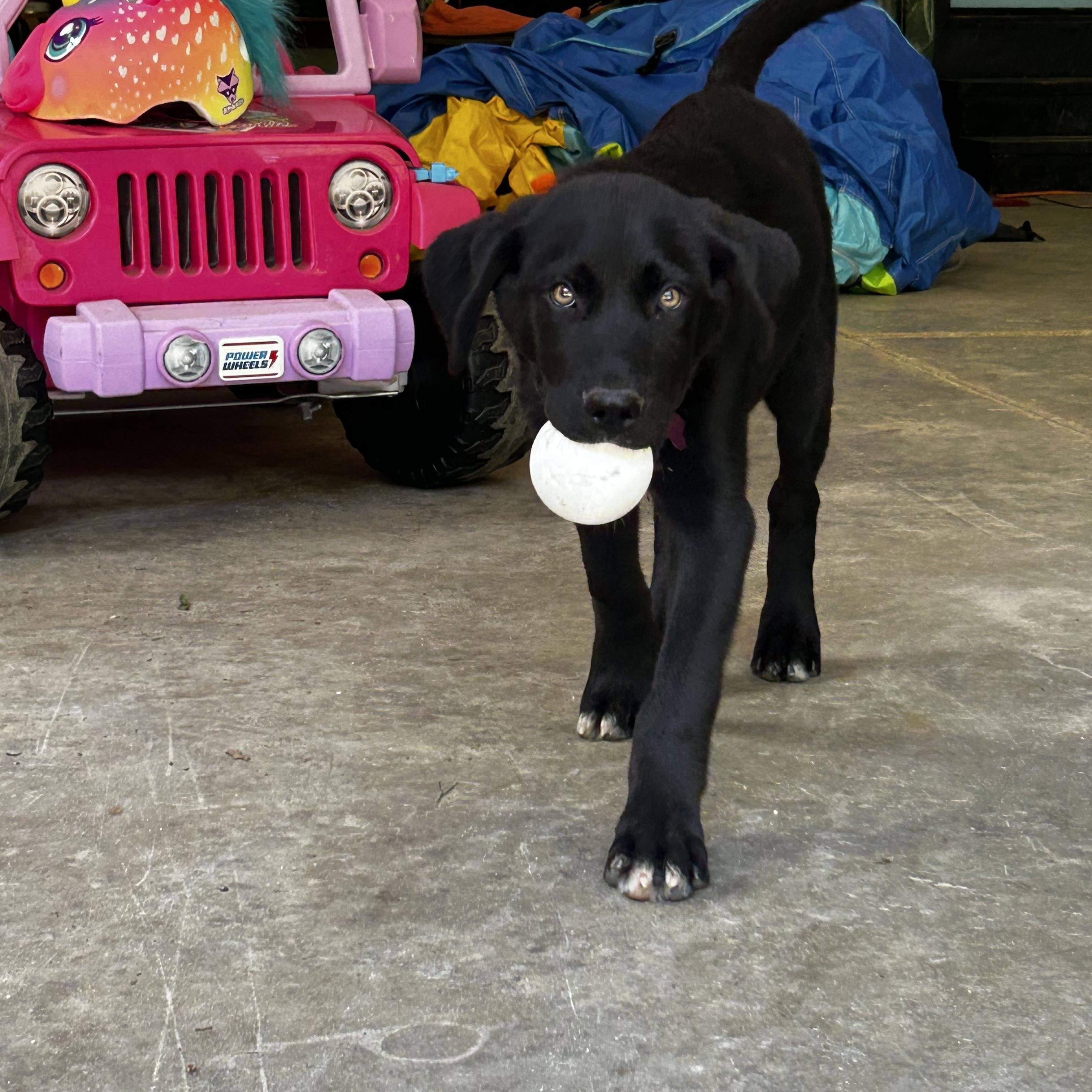 Bear, an adopted mixed breed in Bath, ME image 4/6