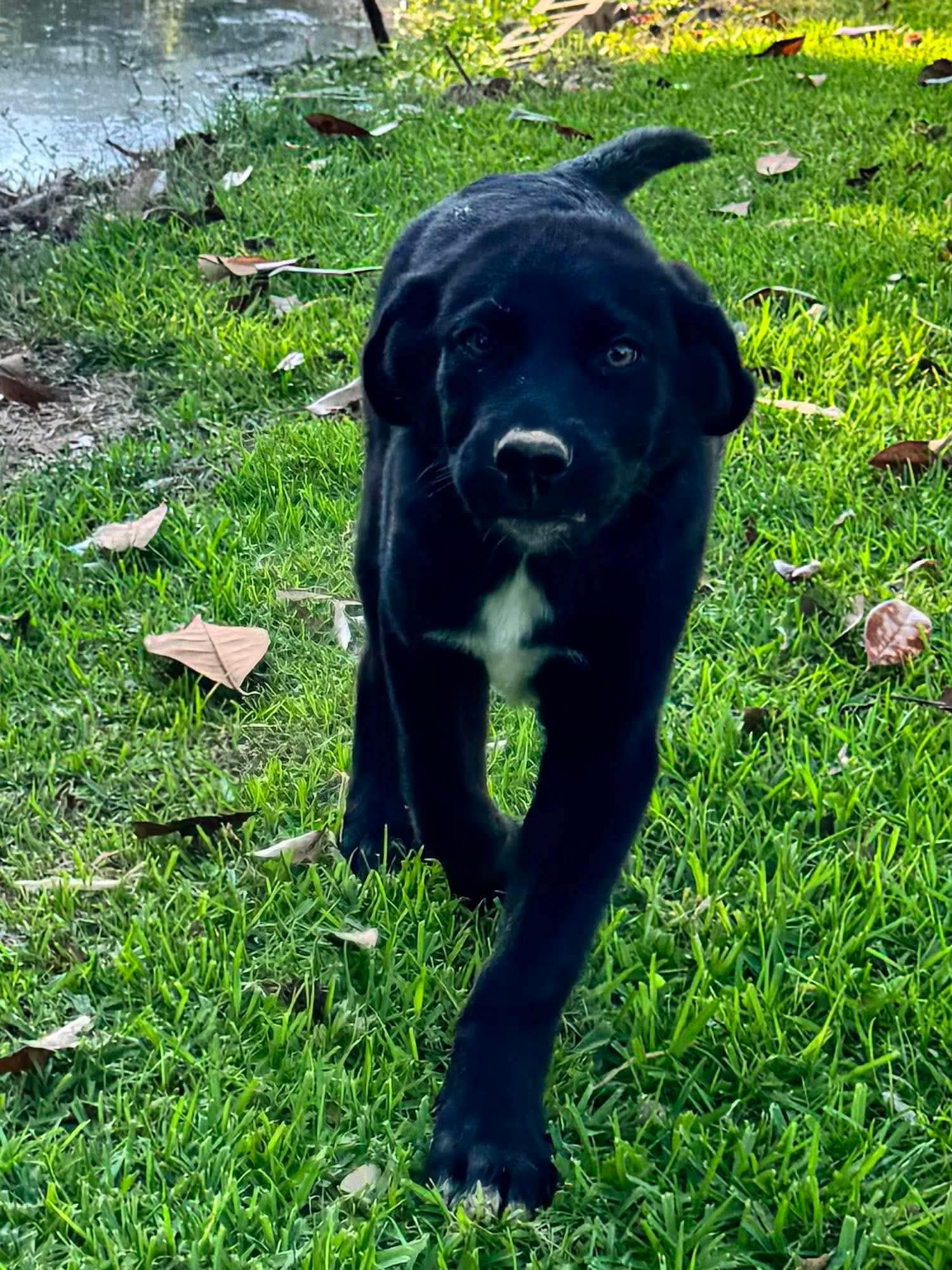 Bear, a ADOPTABLE mixed breed in South Portland, ME image 2/6