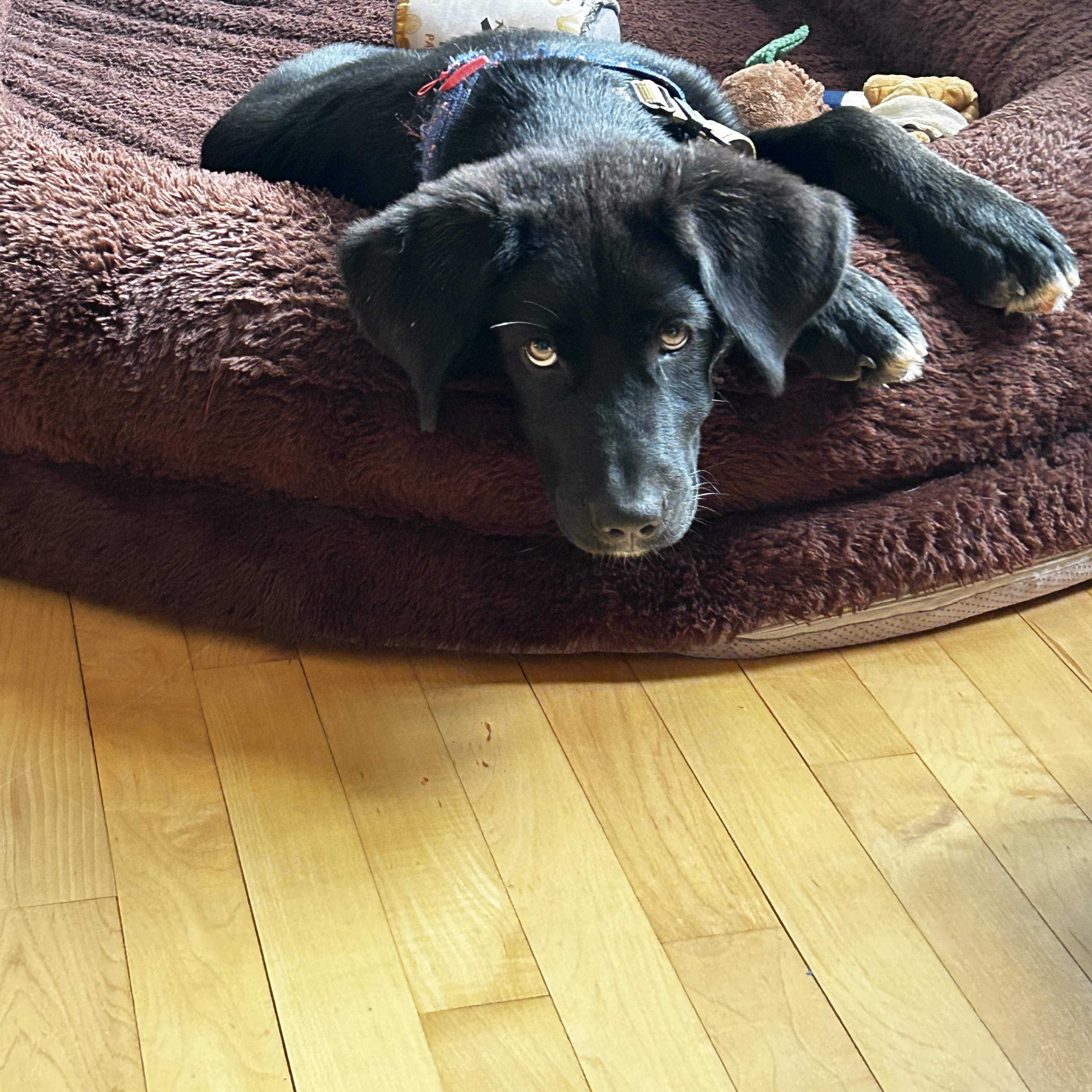 Bear, an adopted mixed breed in Bath, ME image 2/6