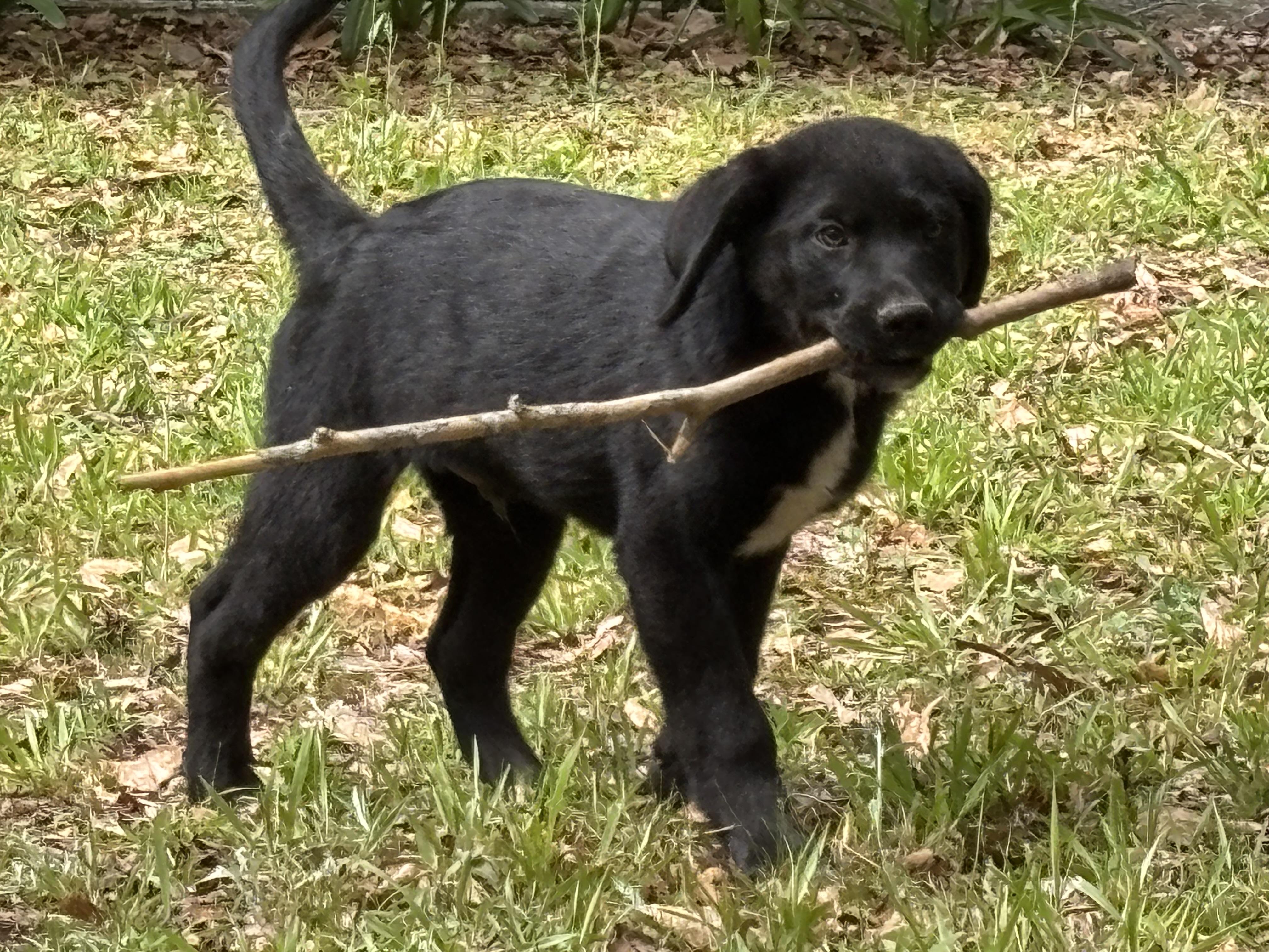 Bear, a ADOPTABLE mixed breed in South Portland, ME image 3/6