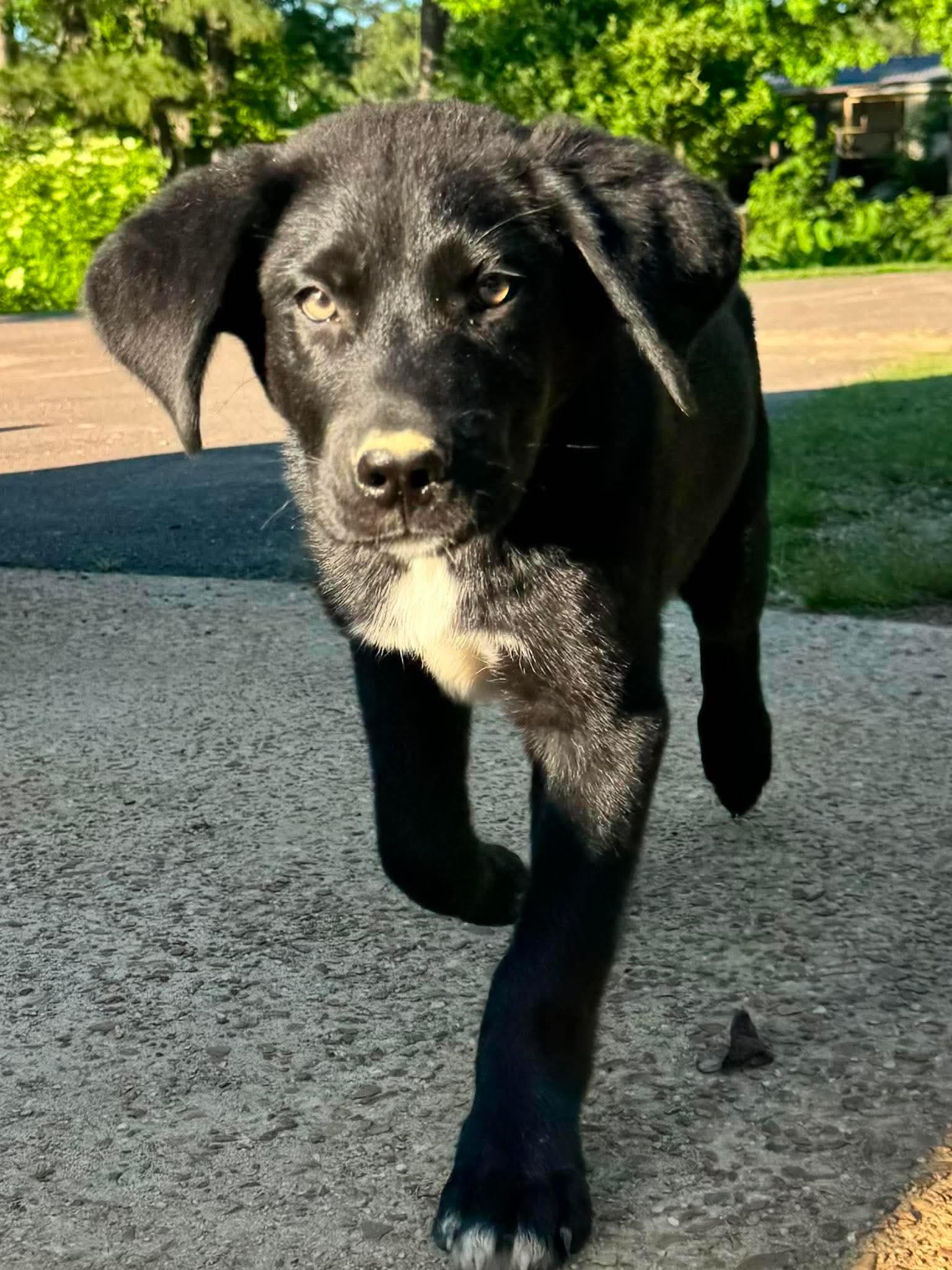 Bear, ADOPTABLE, Puppy Male Labrador Retriever & Shepherd.