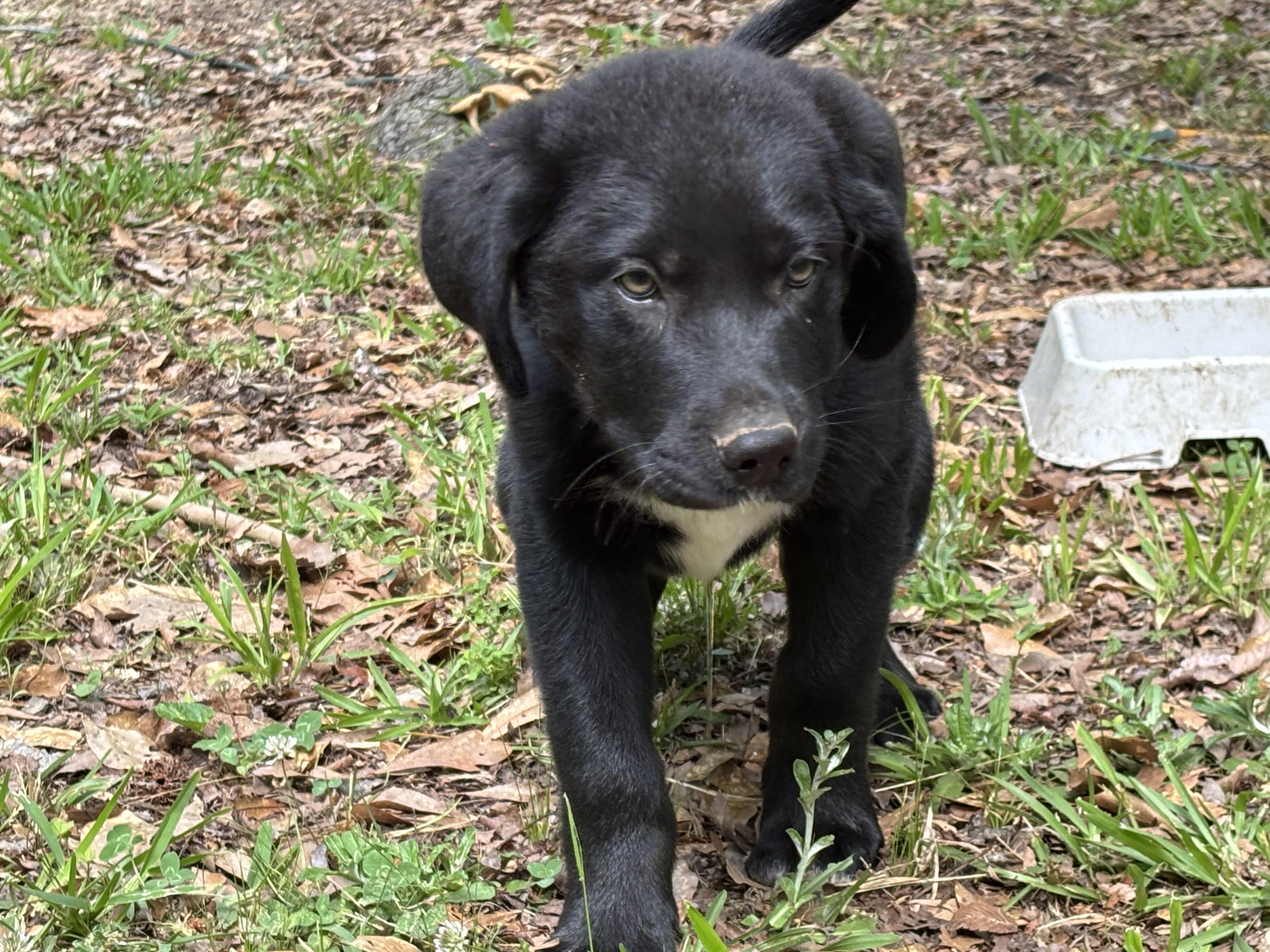 Bear, a ADOPTABLE mixed breed in South Portland, ME image 5/6