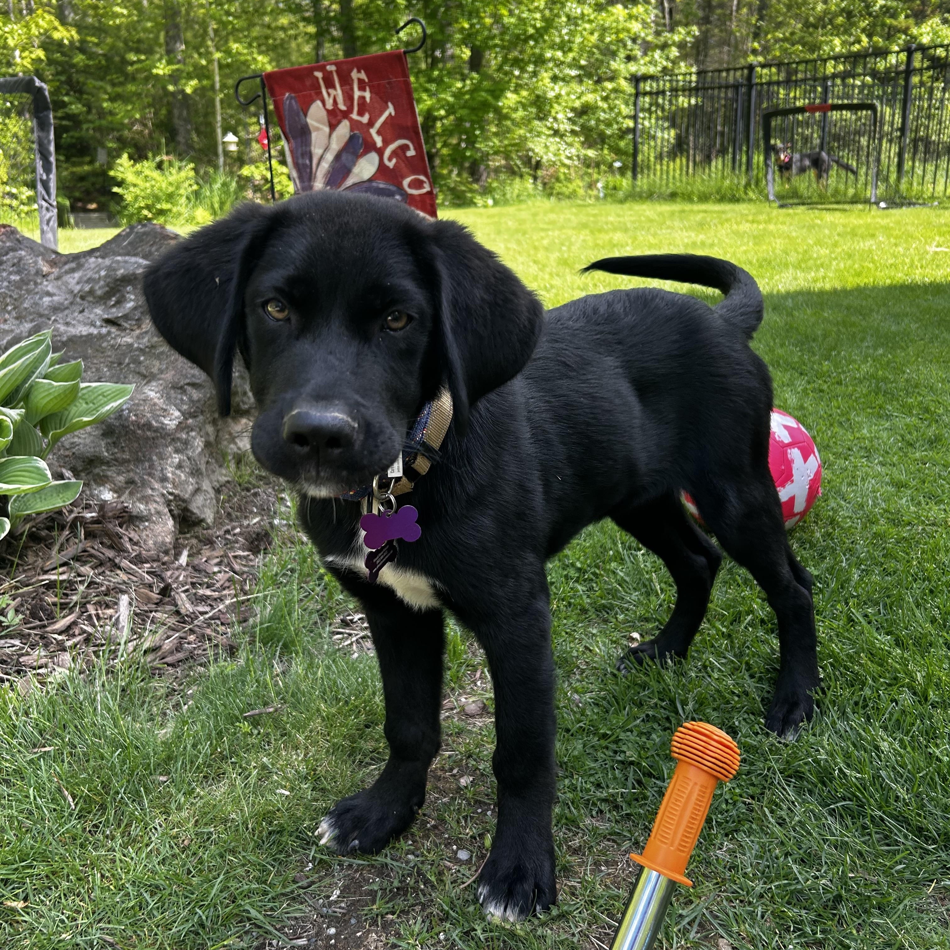 Bear, an adopted mixed breed in Bath, ME image 3/6