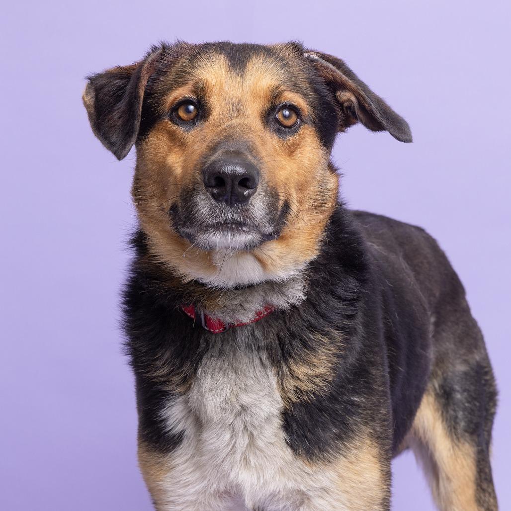 Navy, Adoptable, Senior Male Mixed Breed.