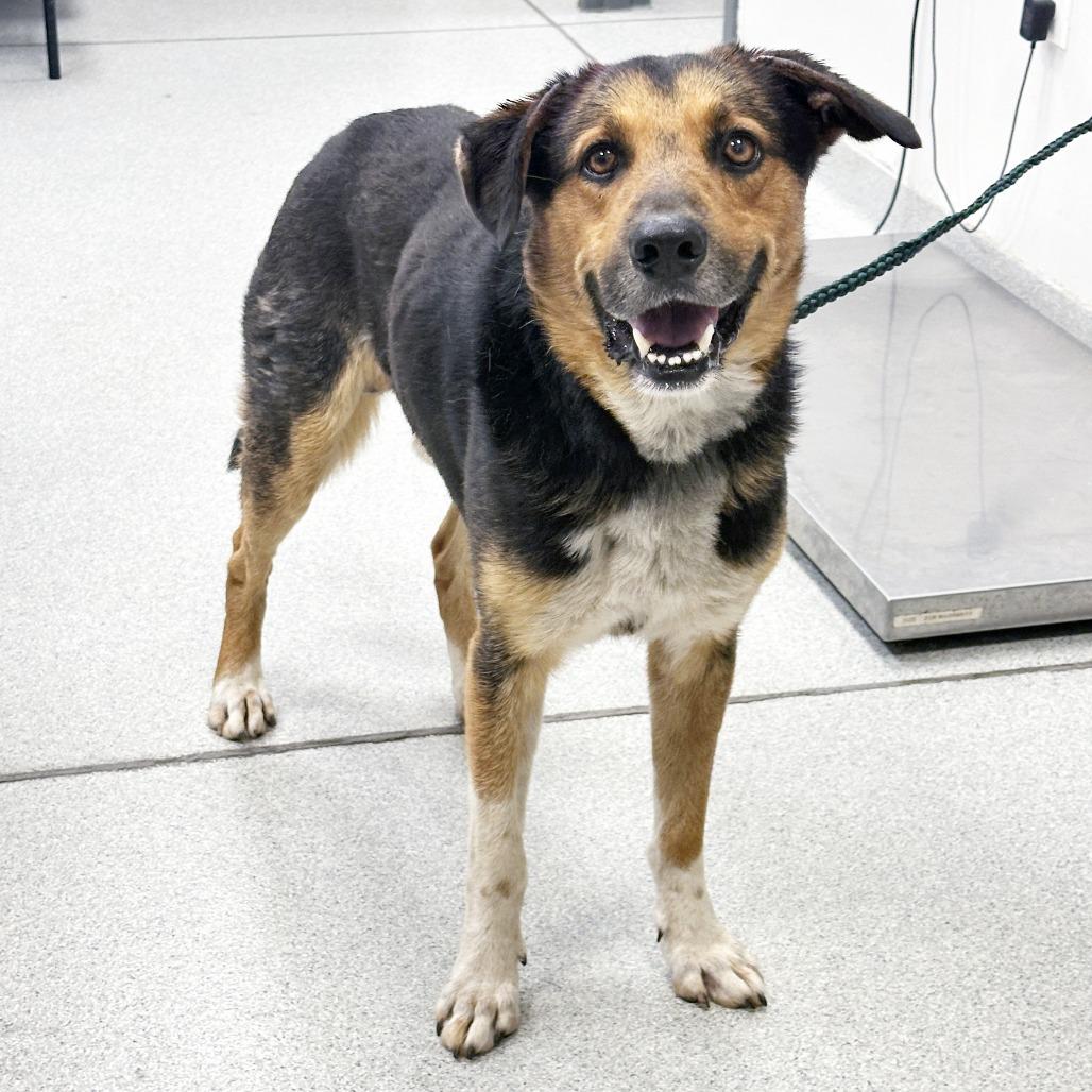 Enlarge Navy, a Adoptable Mixed Breed in Franklin, TN image 2/3
